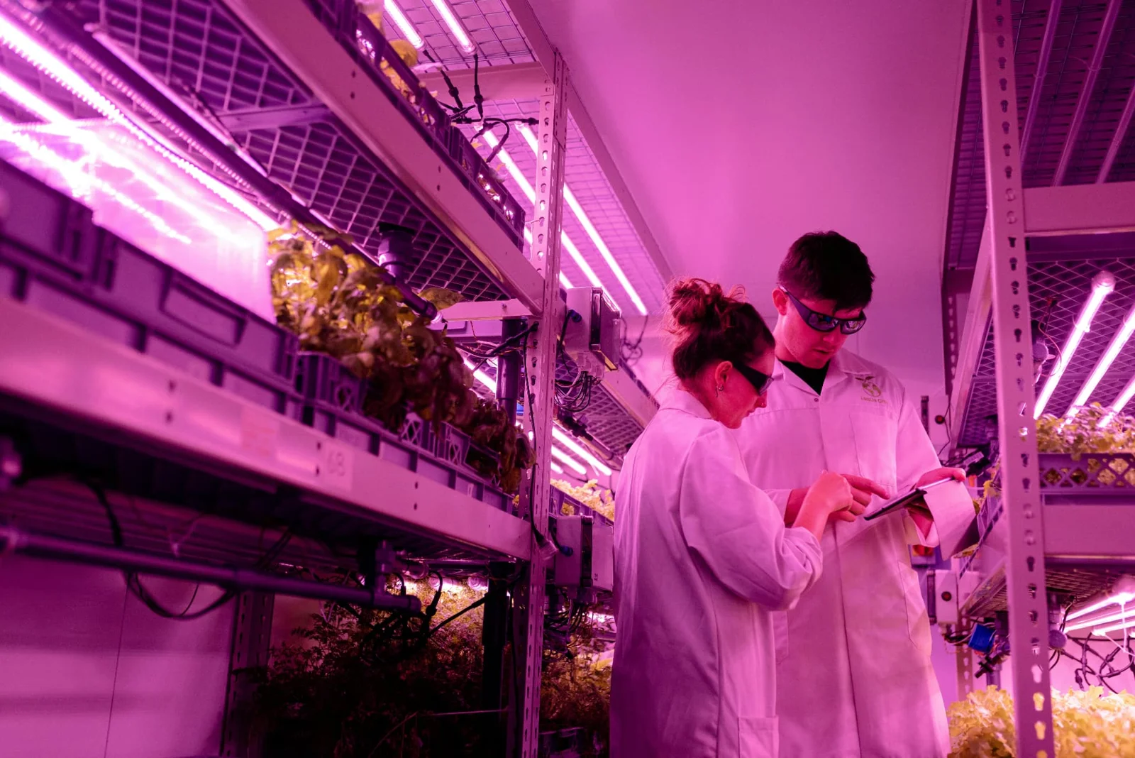 Duas pessoas de jaleco examinando dados entre prateleiras de cultivo sob iluminação artificial