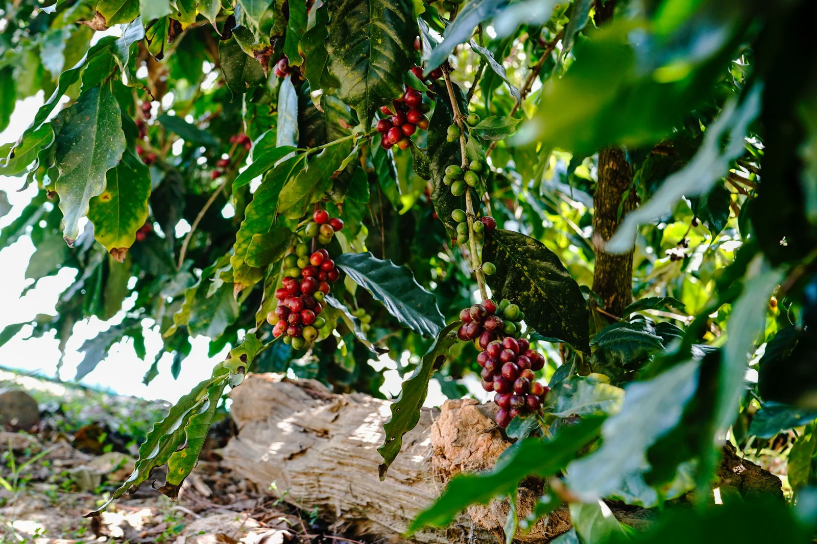 Frutos de café em uma planta